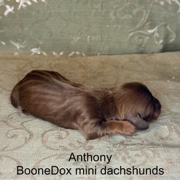 Anthony - Chocolate and tan male Dachshund puppy in Lexington, Oklahoma from BooneDox Miniature Dachshunds