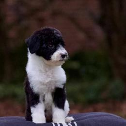 Australian Labradoodles, Bernedoodles, Goldendoodles, Poodles, and Sheepadoodles from Sutton Place Doodles
