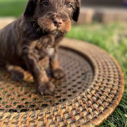 Goldendoodle Puppies from Cottonwood Farms