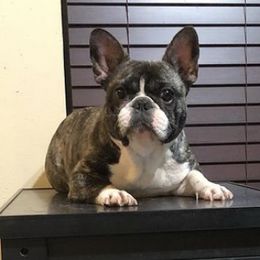 French Bulldogs from Texas Nu Age Frenchies