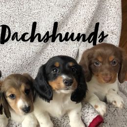 Dachshund Puppies from Dobbins Dachshunds