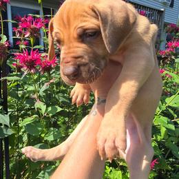 Zinfandel - Chocolate female Great Dane puppy in Monroe County, Pennsylvania from Poke-A-Nose Danes