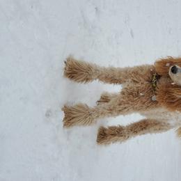 Liberty - Poodle