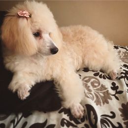 Daphne - Poodle