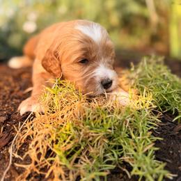 Theo - Apricot male Goldendoodle puppy in Twin Falls, Idaho from Magic Valley Family Doodles
