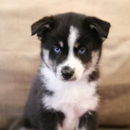 Bernedoodle and Pomsky Puppies from Cottonwood Pomskies and Bernedoodles
