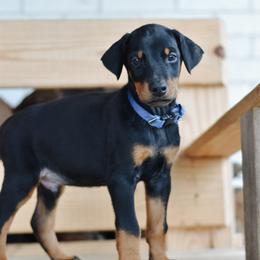 Boy 1 - Blue Collar - Doberman Pinscher puppy from Centennial Acres Dobermans