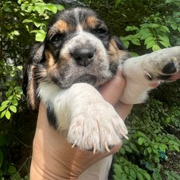 Basset Hound Puppies from Pleasant Bay Basset Hounds