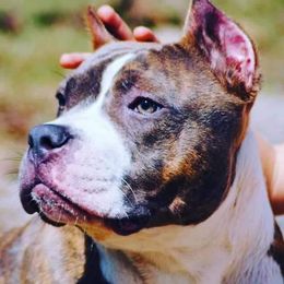 American Bullies and French Bulldogs from Noble One Bullies