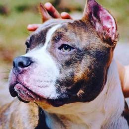 American Bullies and French Bulldogs from Noble One Bullies