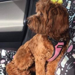 Cavapoos and Havapoos from Henry's Cavapoos