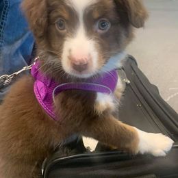 Australian Shepherds, Miniature Australian Shepherds, and Toy Australian Shepherds from KNJ Aussies