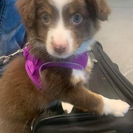 Australian Shepherds, Miniature Australian Shepherds, and Toy Australian Shepherds from KNJ Aussies