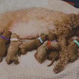 Merry (aqua collar) - Red  female Goldendoodle puppy in Easley, South Carolina from Pawmetto Goldendoodles