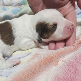 CKC red piebald boy - Piebald male Dachshund puppy in Springdale, Washington from TNT MINI DACHSHUNDS