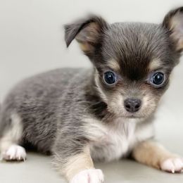 Blue - Blue male Chihuahua puppy in Westport, New York from Chantilly chihuahuas