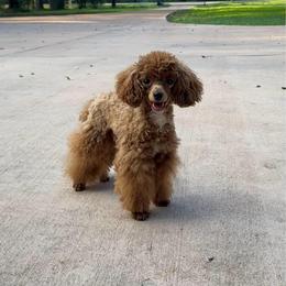 Papi Chulo - Poodle