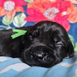 Green Collar - Black male Cane Corso puppy in Houston, Texas from Zenith Cane Corso