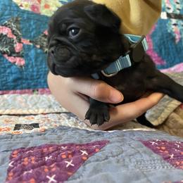 Male Black 1 - Black male Pug puppy in Hanover, Virginia from Pure Pugs