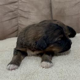 King - Sable male Bernedoodle puppy in Holden, Missouri from Mid-West Bernedoodles