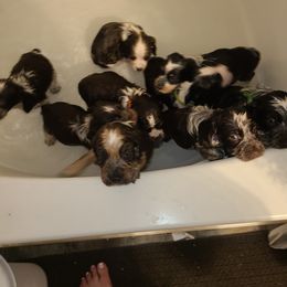 English Springer Spaniel Puppies from Savannah River Springers
