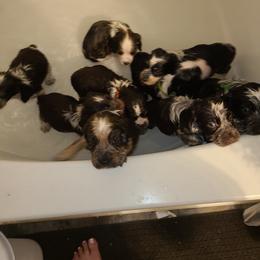 English Springer Spaniel Puppies from Savannah River Springers