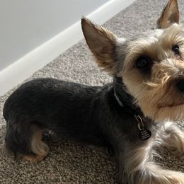 Miniature Schnauzers and Yorkshire Terriers from Two Feral Kids Snorkies