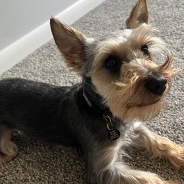 Miniature Schnauzers and Yorkshire Terriers from Two Feral Kids Snorkies
