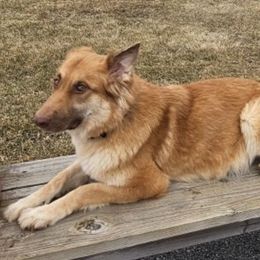 German Shepherds from East Coast k9's