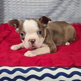 Winton - Lilac male Boston Terrier puppy in Millers Creek, North Carolina from Tumbling Shoals Hilltop Bostons