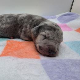 Ace - Merle male Great Dane puppy in Kannapolis, North Carolina from Carolina Great Danes & Toy Poodles