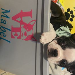 Boston Terrier Puppies from Candied Bostons