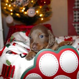 Dachshund Puppies from Crosbys Doxies