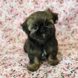 Girl 2 - Gold female Shih Tzu puppy in Shawnee, Oklahoma from Black Velvet Shih Tzu
