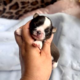 Dior - Tricolor male Shih Tzu puppy in Frederick, Maryland from Shih Tzu Puppy in Maryland