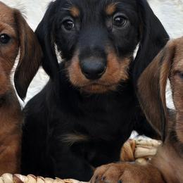Black and tan wirehaired boy - Black and tan male Dachshund puppy in Cheney, Washington from Nouvelle Standard Dachshunds