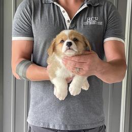 Tulip - Female 2 - Red female Pembroke Welsh Corgi puppy in Jefferson, South Carolina from Blue Creek Farms
