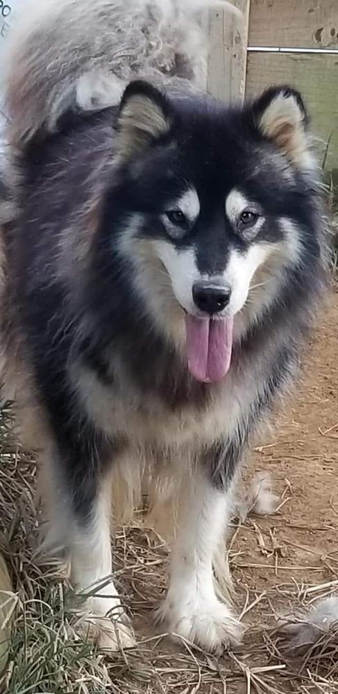 Gloucester, VA - Alaskan Malamute. Meet Tucker a Pet for Adoption 