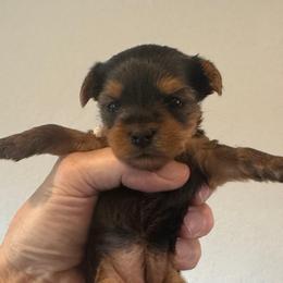 Tinkerbell - Black and tan female Yorkshire Terrier puppy in Rathdrum, Idaho from CDA Heavenly Yorkies