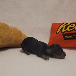 Biscotti (chiweenie) - Black and tan male Dachshund puppy in Pinson, Alabama from Sweet Honey Bunn Hounds