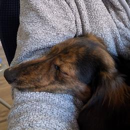 River - Black and tan female Dachshund puppy in Columbus, Ohio from Bumpkins Dachshunds