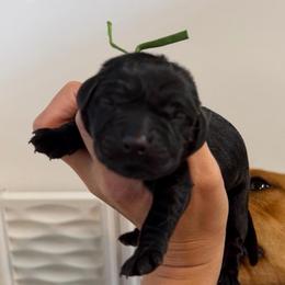 Douglas - Black male Labrador Retriever puppy in Elloree, South Carolina from Moonlight Kennels LLC