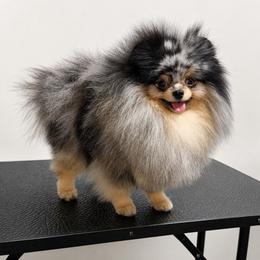 Apollo - Pomeranian