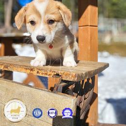 Quint Asper - Red male Pembroke Welsh Corgi puppy in Fortine, Montana from North Star Pembroke Welsh Corgi's