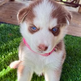 Nikita - Red and white female Siberian Husky puppy in Walker, Louisiana from TRUHUSKY SIBERIANS