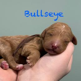 Bullseye - Red  male Poodle puppy in Williamsburg, Ohio from Iaroli’s  Small Standard Poodles
