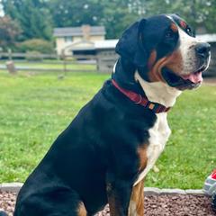 Roman - Greater Swiss Mountain Dog