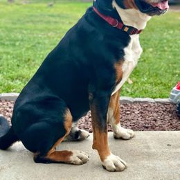 Roman - Greater Swiss Mountain Dog