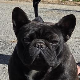 French Bulldogs and Rottweilers from Vom Hause Alistair