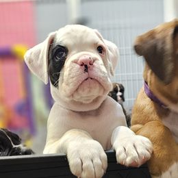 Boxer Puppies from WildRiver Boxers